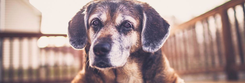 Close up of senior beagle.