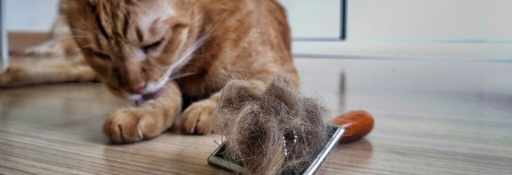 Tabby cat licking itself with hairbrush full of hair.