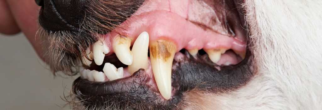 Dog teeth before professional dental