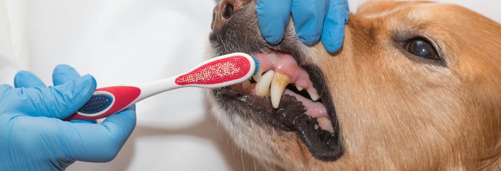 Dog teeth being brushed.