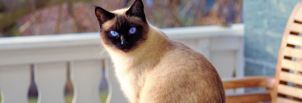 Siamese cat