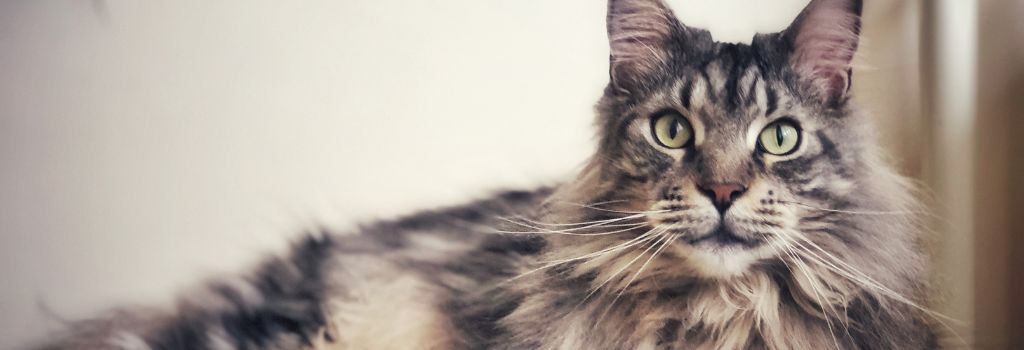 Maine coon cat