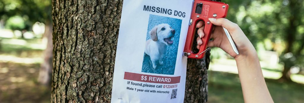 Missing dog poster, get your dog microchipped to save lives.