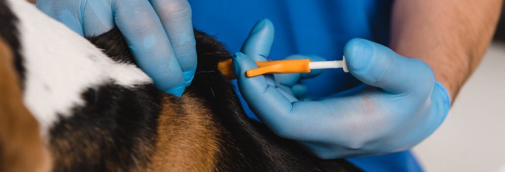 Dog being microchipped close up, get your dog microchipped to save lives.