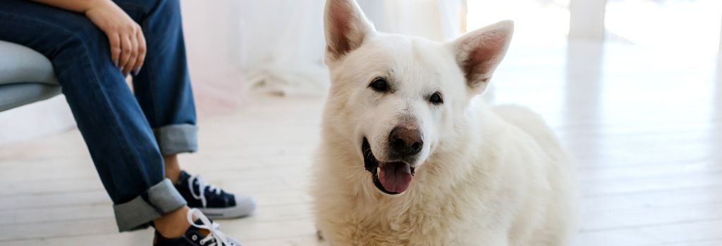 White German Shepherd at home.