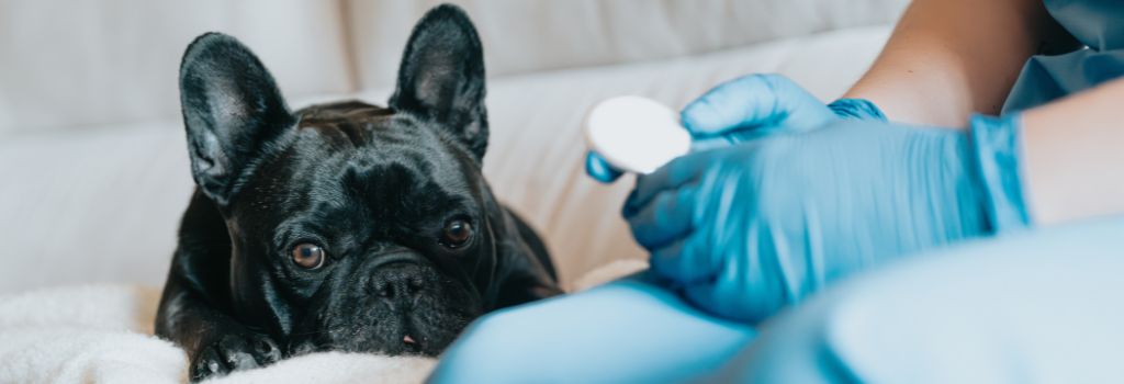 Frenchie being assessed at home while pet sitting.