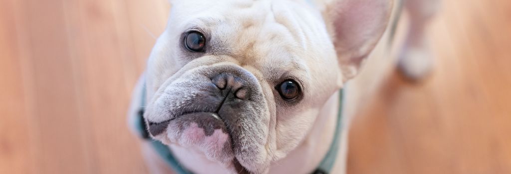 French Bulldog small nasal passageways close up.