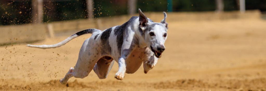 Greyhound racing at track in air sprint.