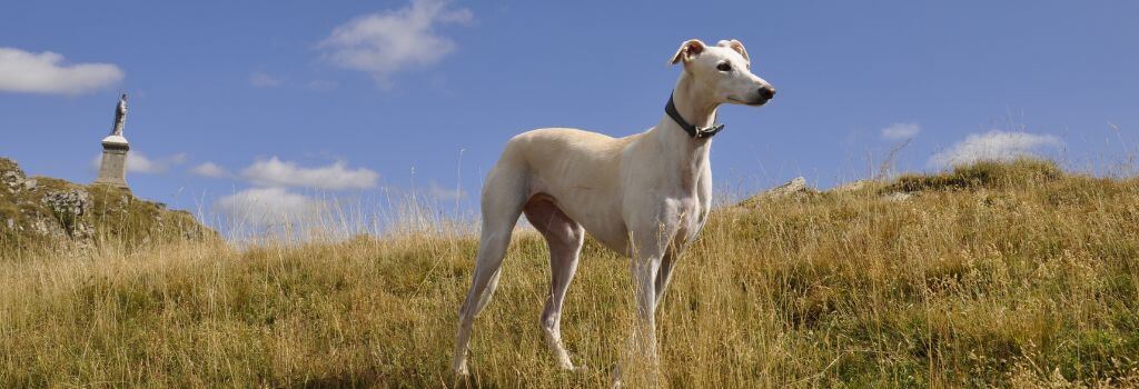 Greyhound in a field after retiring.