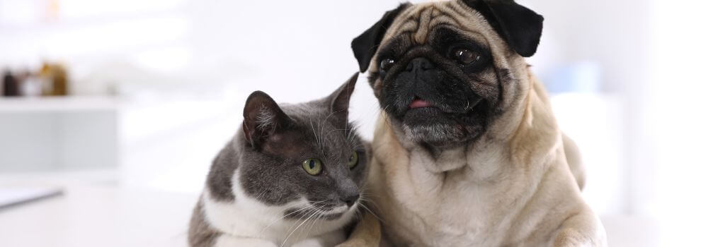 Adult pug and adult cat at veterinary clinic.