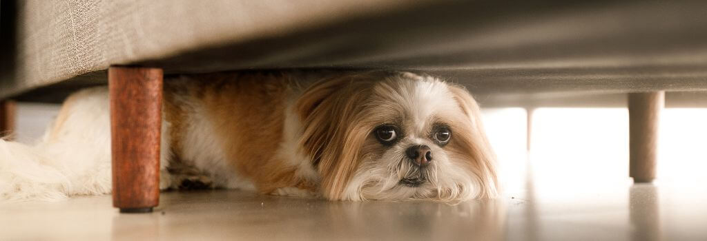 Dog hiding under couch from fireworks. Shih Tzu hiding. 