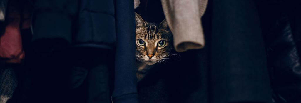 Cat hiding in closet from fireworks on July 4th. 