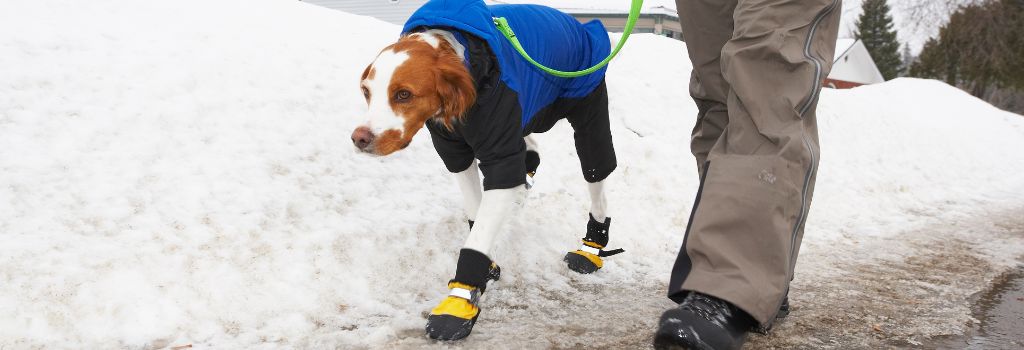 A dog wearing booties during a walk in the snow