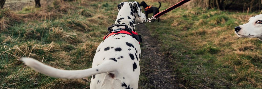 Dalmatian on a walk wearing a harness.