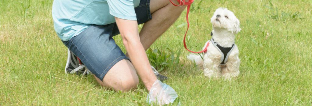 Owner picking up dog stool. What does your dog's poop tell you