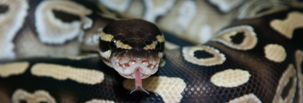 Ball Python pet smelling with tongue.