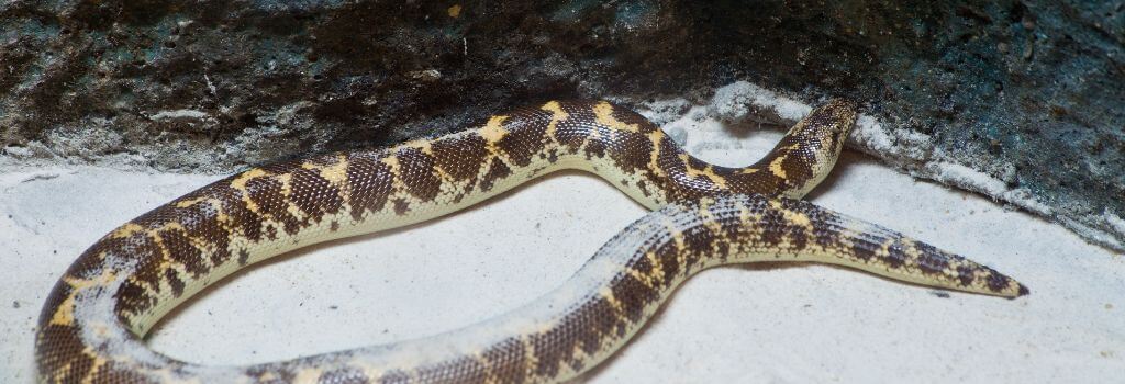 Sand Boa, Kenyan Sand Boa snake pet.