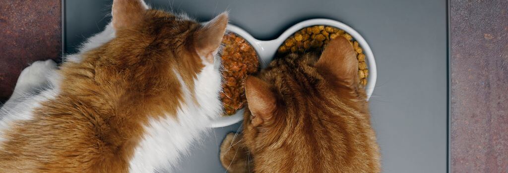 Two cats over eating