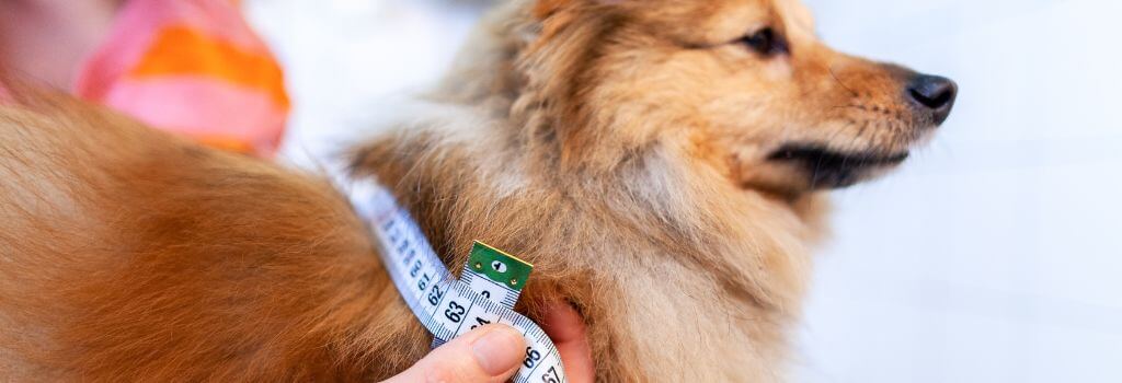 dog beating measured for body score