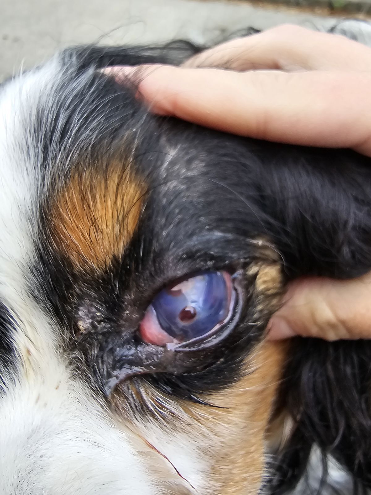 Pet Eye Health: Everything You Need to Know About Common Dog & Cat Eye ...
