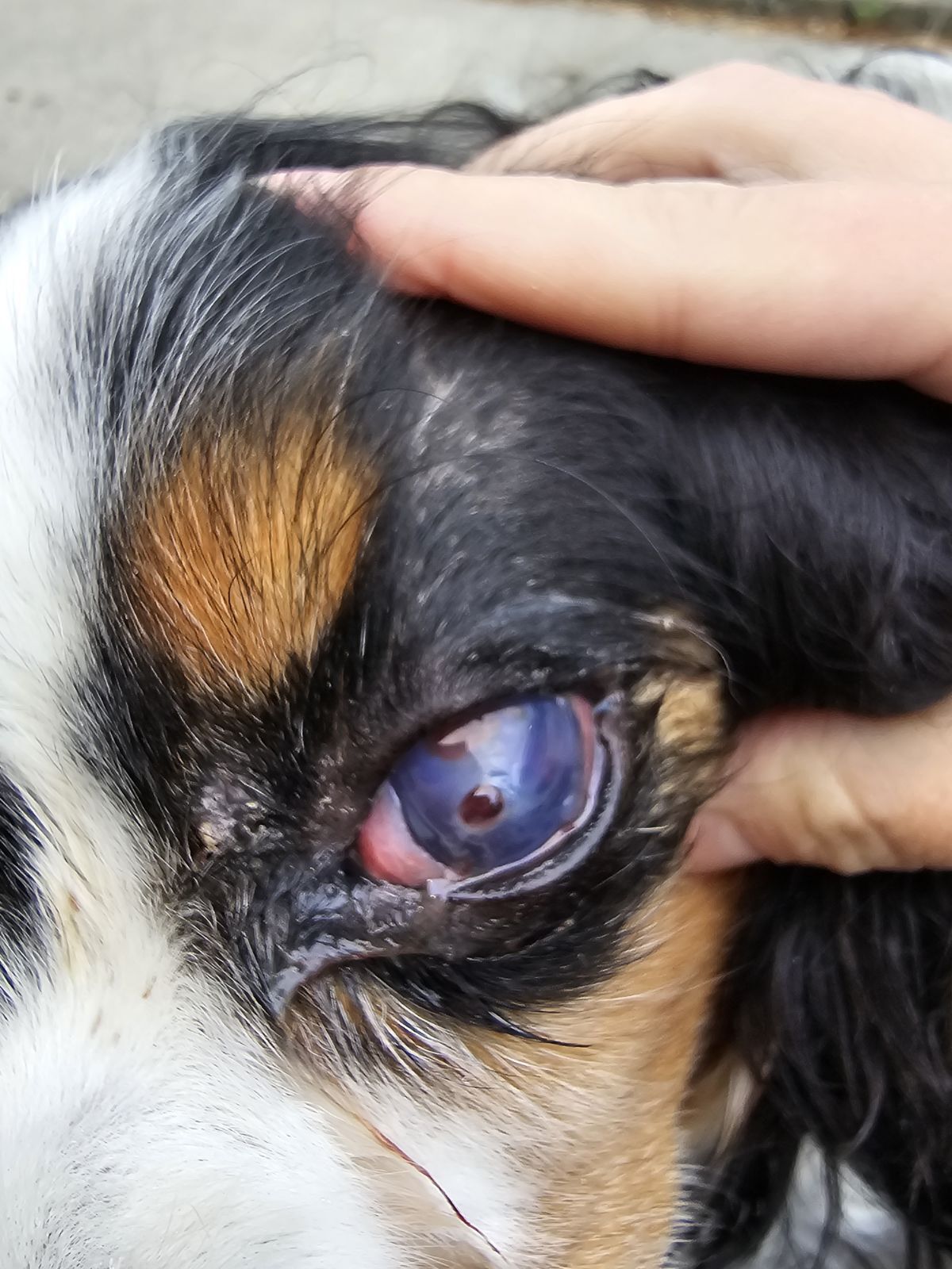 A dog with eye trauma.