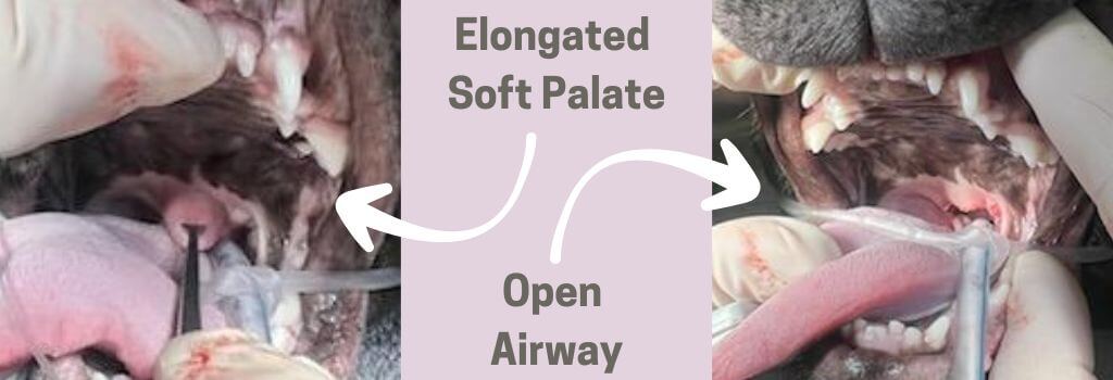 Diagram of an open airway affected by BOAS