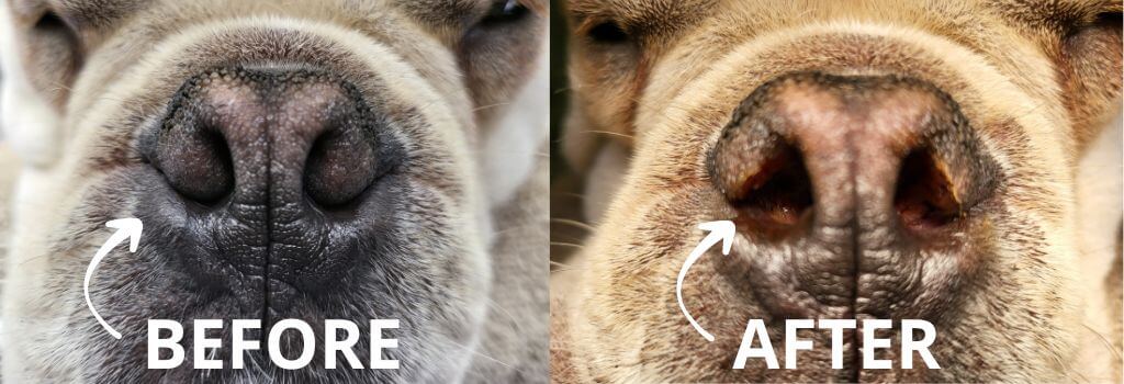 Diagram of nasal passages affected by BOAS