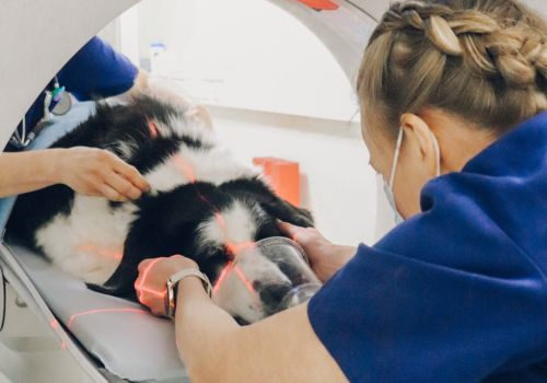 collie mix getting ct scan, vet med.
