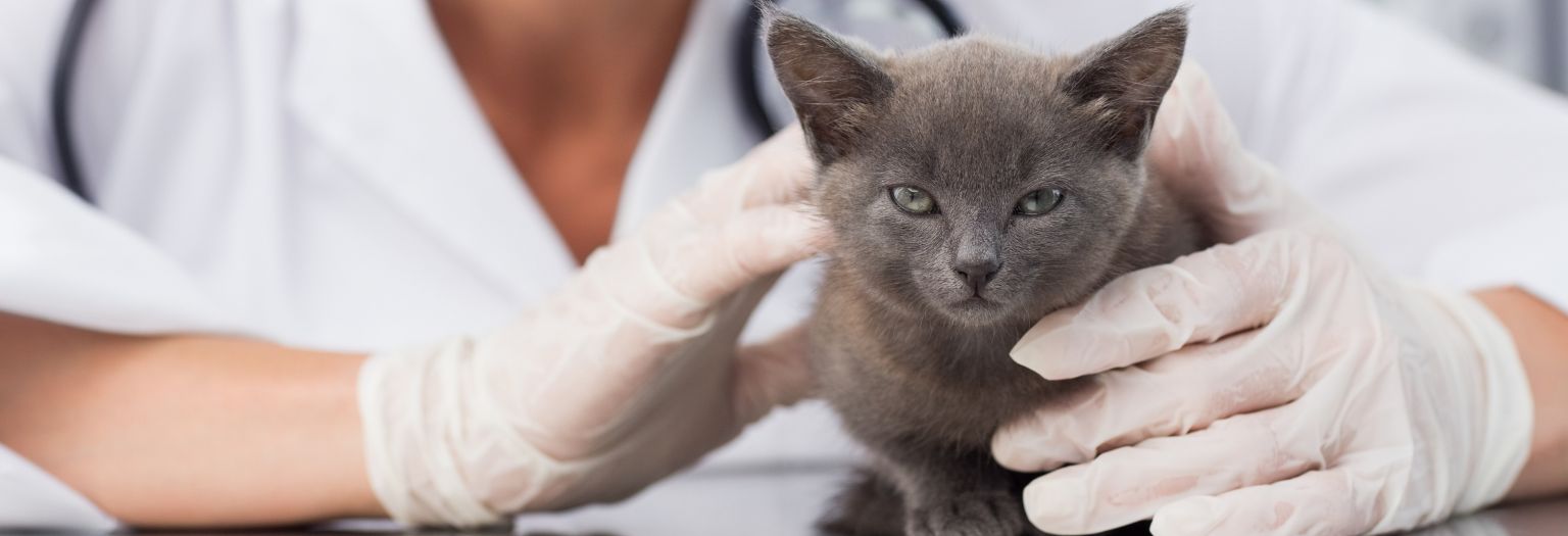 A kitten being held by a veterinarian.