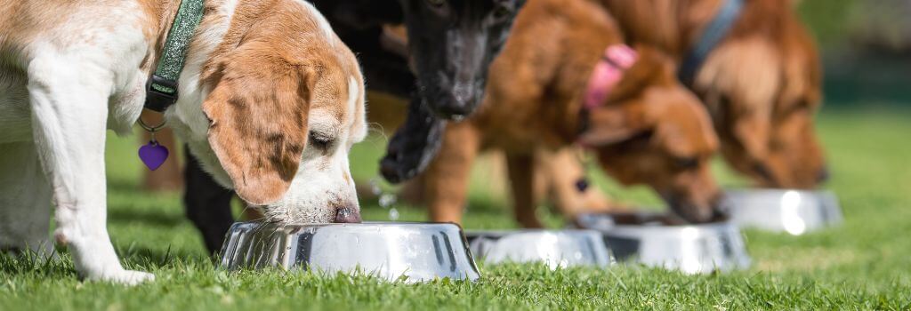A row of active dogs drinking water to hydrate as part of their nutrition plan.