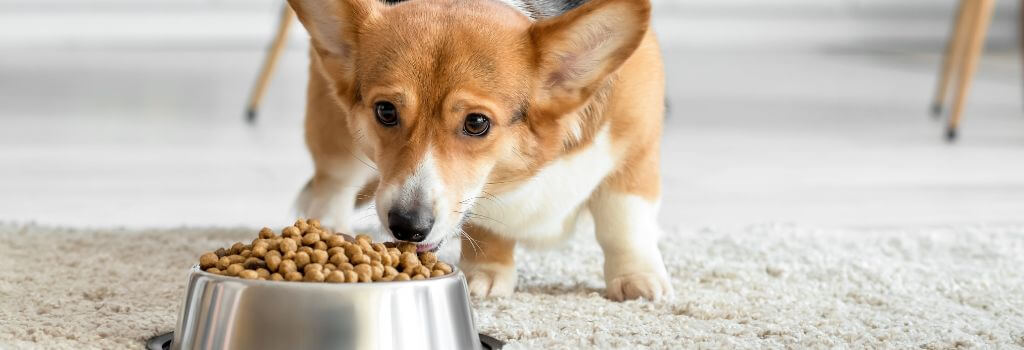 A small Corgi eating kibble out of a bowl as part of a dog nutrition plan.