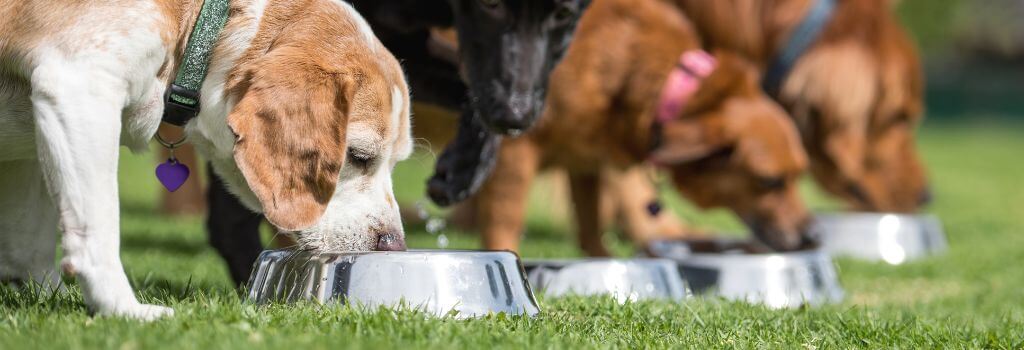 View of Understanding Your Dog’s Nutritional Needs for Different Life Stages