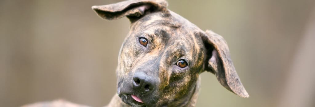 Dog with head tilt