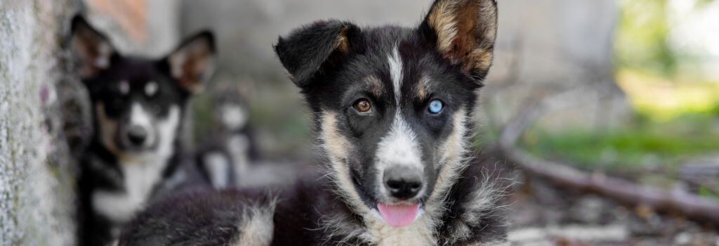Shepherd mix with two eye colors, DNA testing for dogs