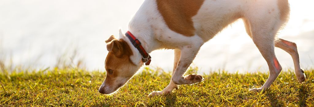 Dog outside sniffing the grass.