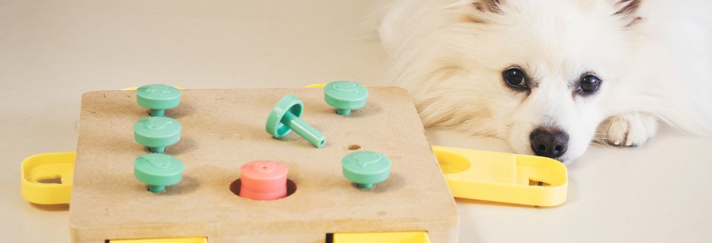 Small dog laying next to an enrichment puzzle.