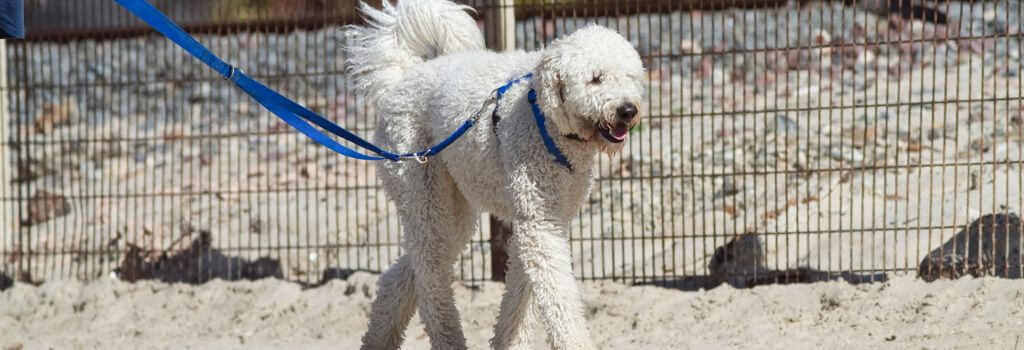 A fluffy white dog on a walk.