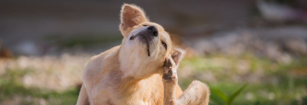 A small dog scratching an itchy ear affected by allergies.