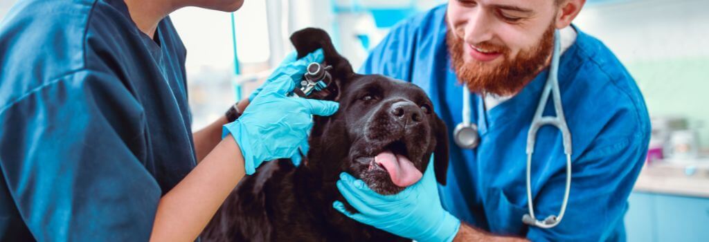 Veterinarians examining a dog's ear.
