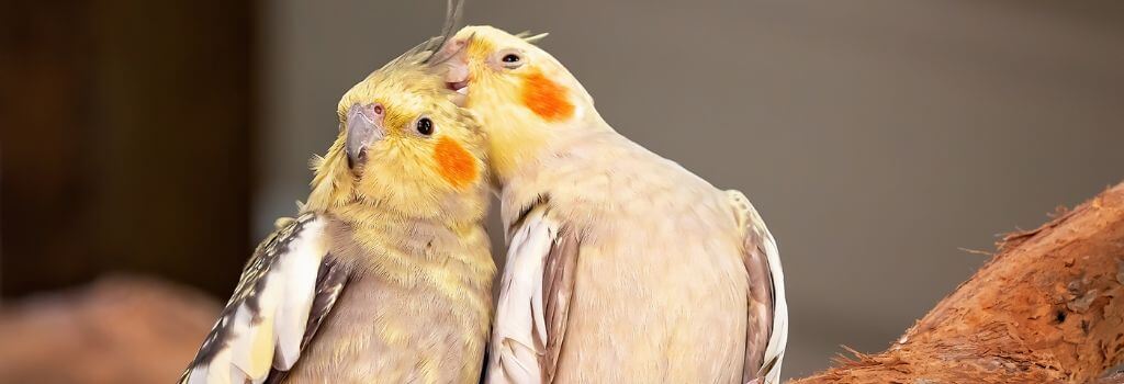 Two cockateils cuddling on branch