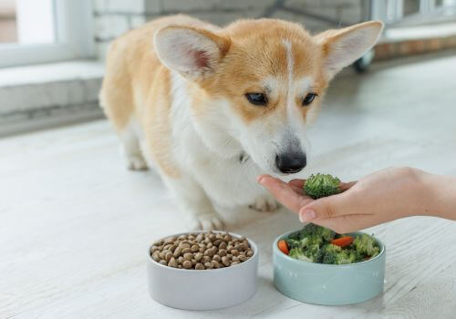 Corgi eating vegetables