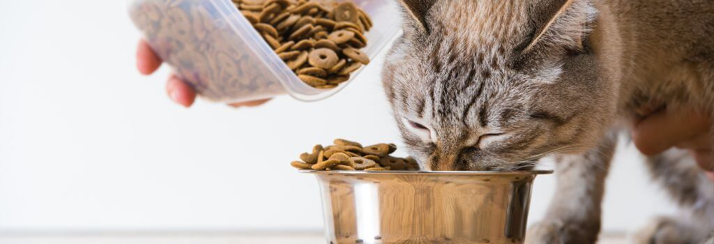 cat eating dry food from bowl