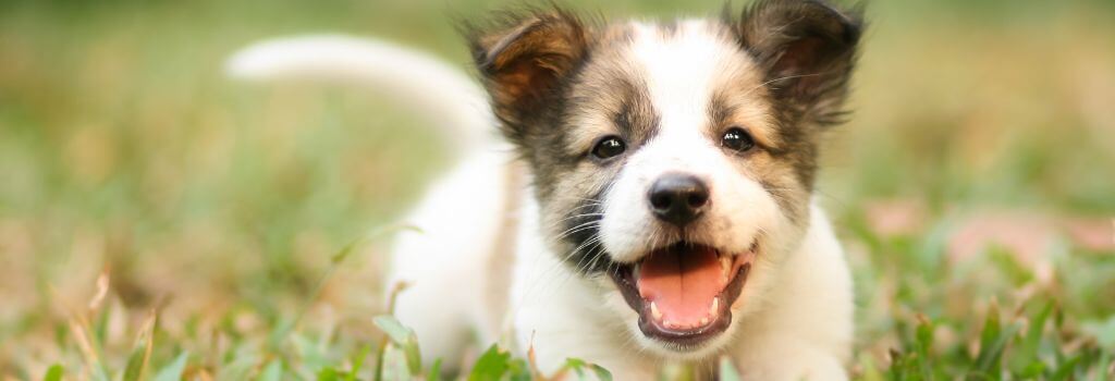 Close up of a puppy.