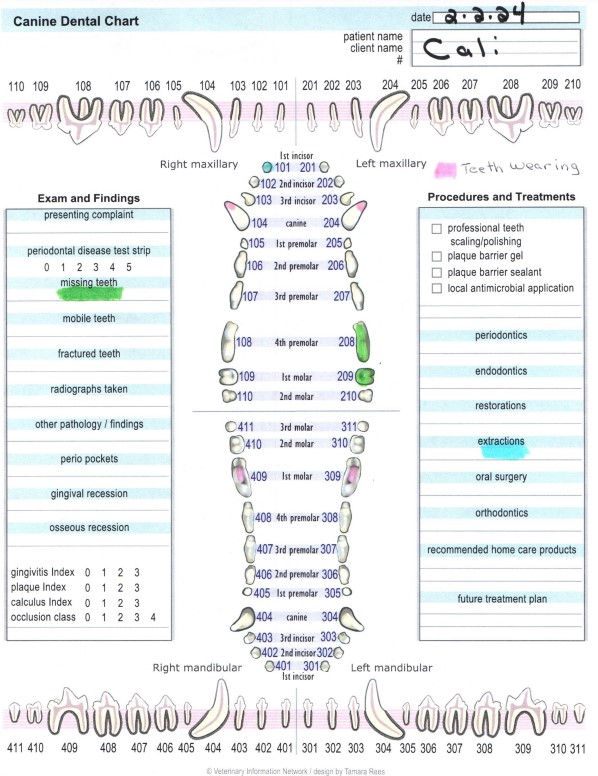 Pet Dental Chart