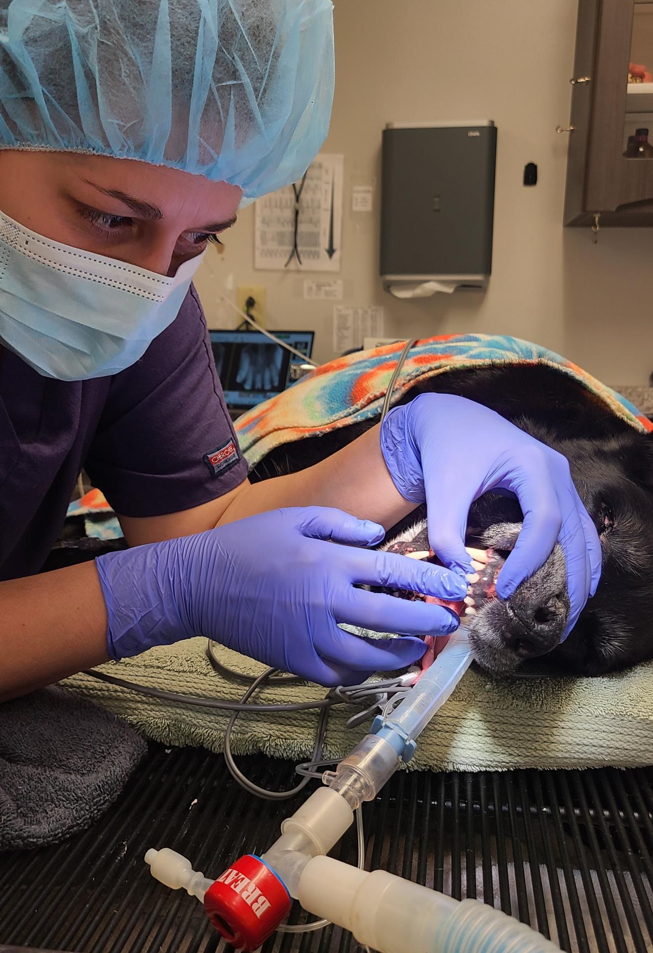 Dr. Zalewski and her dog Cali while performing a dental procedure