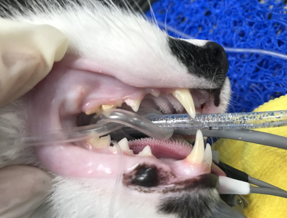 Nook the cat undergoing a dental procedure