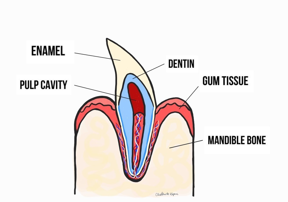 Illustration of a feline tooth