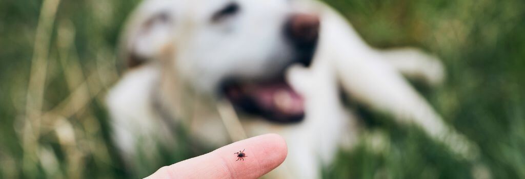 Close up of a tick on a finger that can cause illness in dogs and cats.