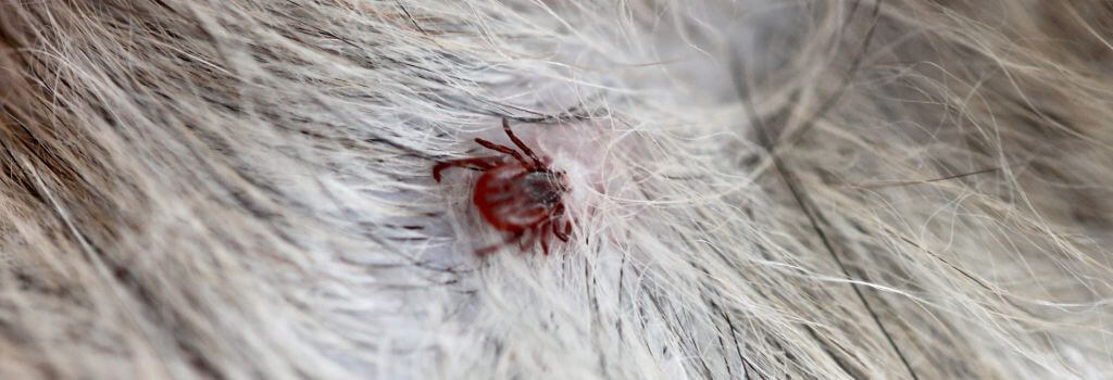 Close up of a tick on a dog's fur.