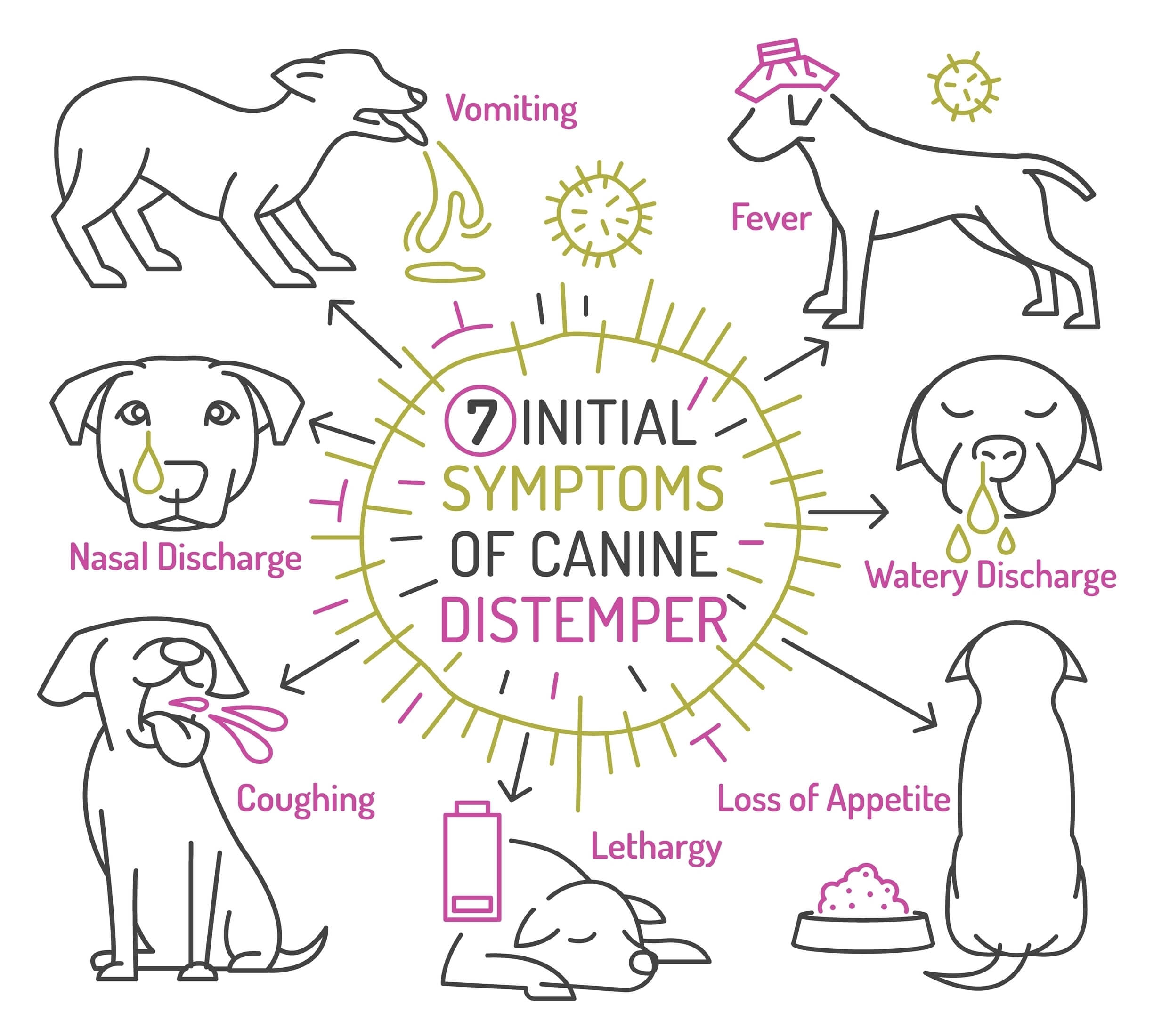 Canine distemper symptoms graphic.